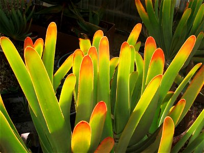 Strap-like leaves of a South African Fan Aloe.