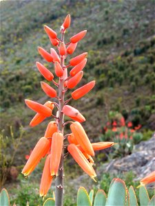 Close up of the flowers of the Fan Aloe. Aloe plicatilis. Western Cape. South Africa.