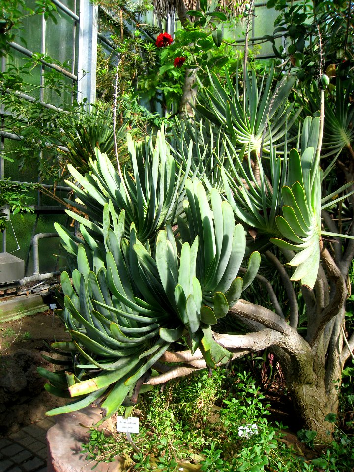 Aloe plicatilis in the Botanischer Garten der Universität Würzburg, Würzburg, Germany.