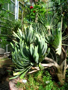 Aloe plicatilis in the Botanischer Garten der Universität Würzburg, Würzburg, Germany.