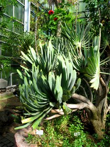 Aloe plicatilis in the Botanischer Garten der Universität Würzburg, Würzburg, Germany. photo