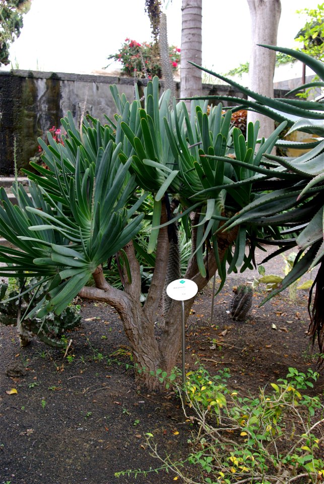Aloe plicatilis  im Botanischen Garten von Puerto de la Cruz, Teneriffa