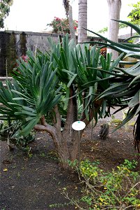 Aloe plicatilis im Botanischen Garten von Puerto de la Cruz, Teneriffa photo