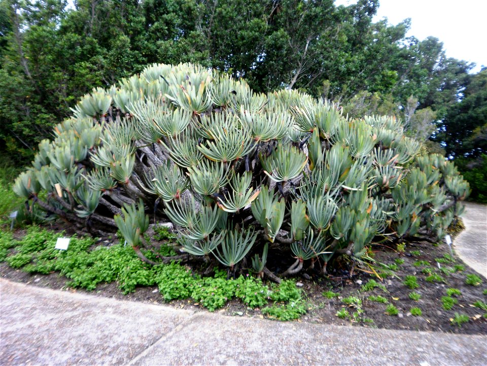 Aloe plicatilis - Fan Aloe
A large clump of Fan Aloes growing in a garden in South Africa.