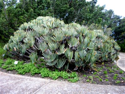 Aloe plicatilis - Fan Aloe
A large clump of Fan Aloes growing in a garden in South Africa.