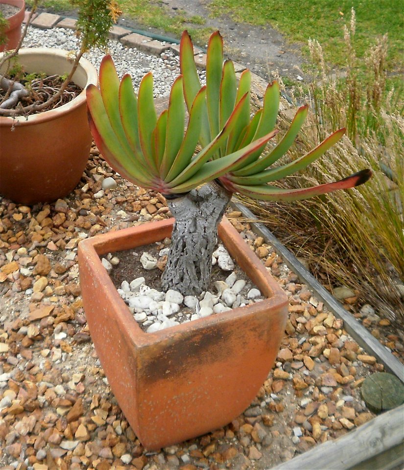 A small fan aloe grown in a pot as an ornamental bonsai specimen.