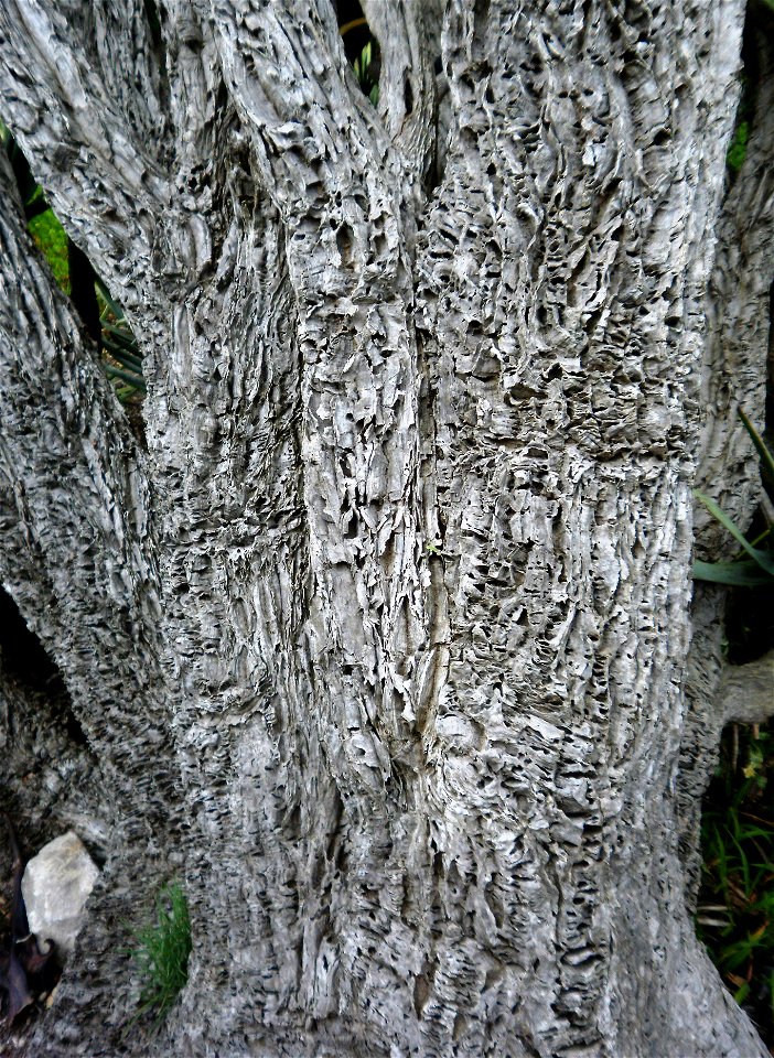 Detail of the soft corky bark of a tall and ancient Aloe plicatilis. Fan Aloe.