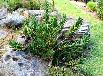 Aloe commixta growing on the slopes of Table Mountain. Cape Town.
