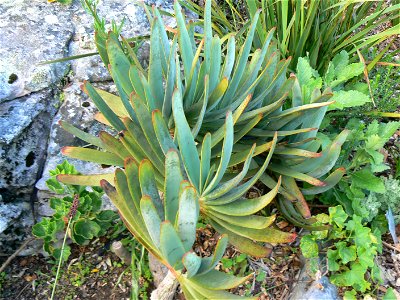 A juvenile Fan Aloe (aloe plicatilis) on a mountain slope. - Cape Town, South Africa.