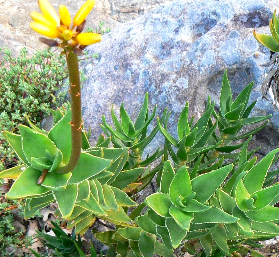 A small Aloe commixta growing on the slopes of Table Mountain. Close up of foliage.