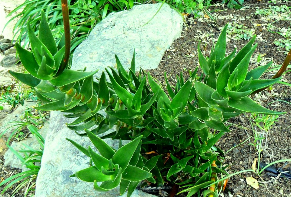 A small Aloe commixta growing on the slopes of Table Mountain.