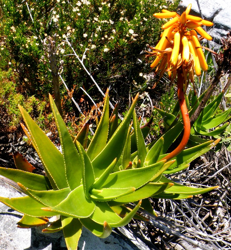 Aloe commixta. Rare Cape Peninsula Aloe in flower.