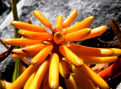 Aloe commixta. Table Mountain. Detail of inflorescence.