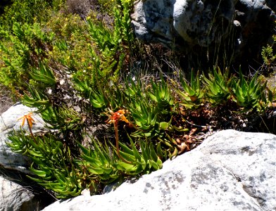 A dense stand of the rare Aloe commixta growing from a rocky outcrop on the upper slopes of the Table Mountain range. Cape Town.