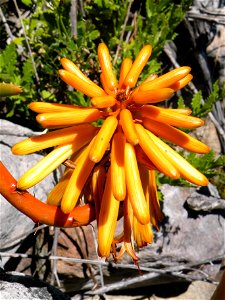 Aloe commixta. Table Mountain. Cape Town. South Africa. Detail of flower.