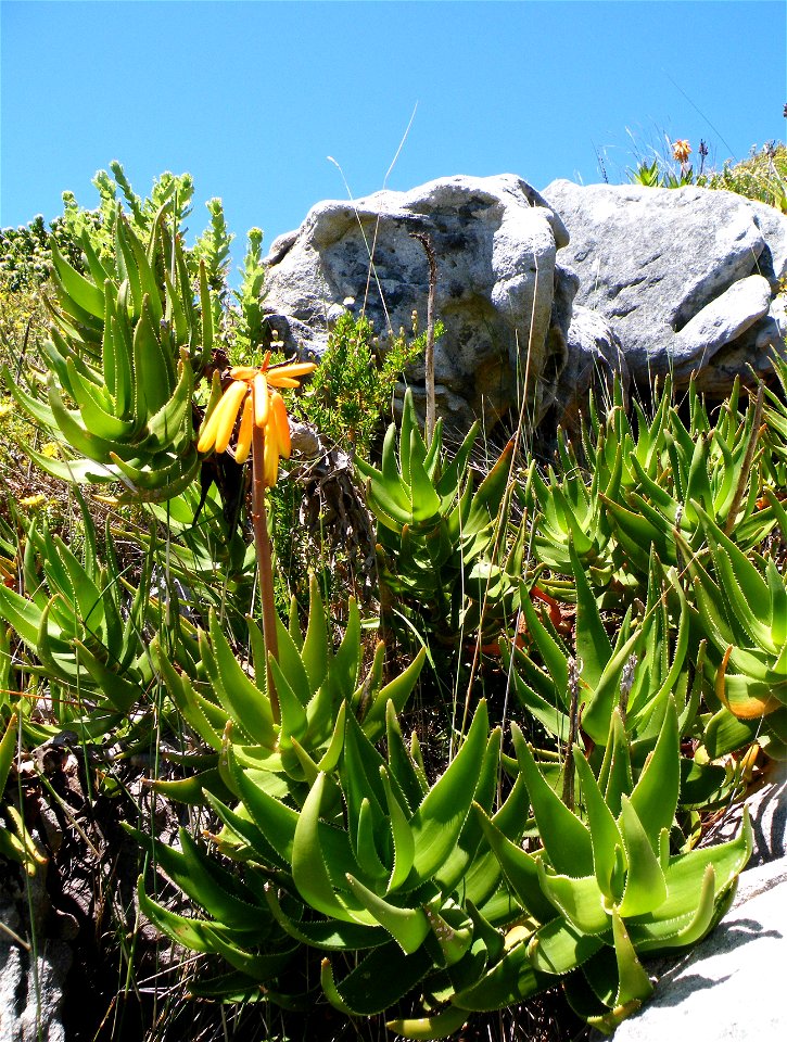 Aloe commixta. Cape Peninsula Aloe. Cape Town.