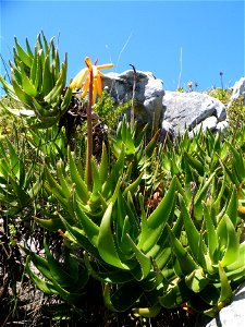 Cape Peninsula Aloe - Aloe commixta. At Noordhoek near Cape Town. IUCN Vulnerable Plant species. photo