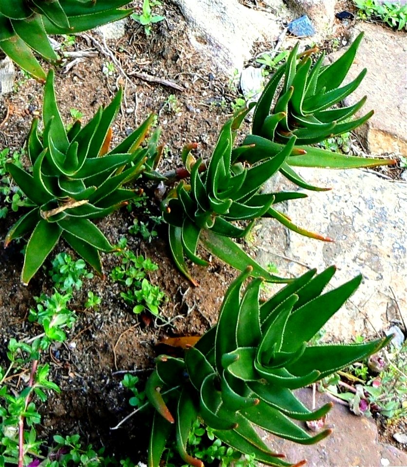 Small Aloe commixta plants growing beside a garden path. Cape Town.
