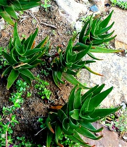 Small Aloe commixta plants growing beside a garden path. Cape Town.