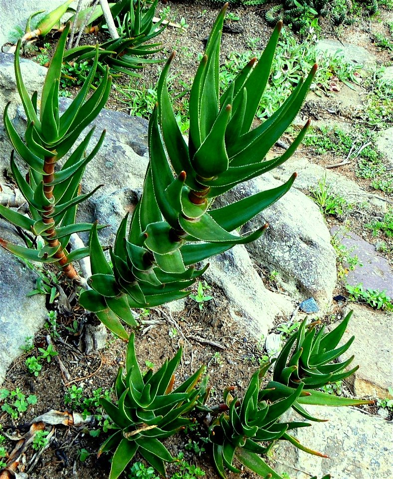 Aloe commixta plants growing beside a garden path. Cape Town.