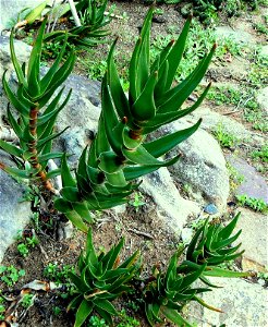 Aloe commixta plants growing beside a garden path. Cape Town.