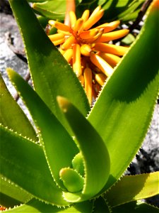 Aloe commixta. Cape Town aloe.