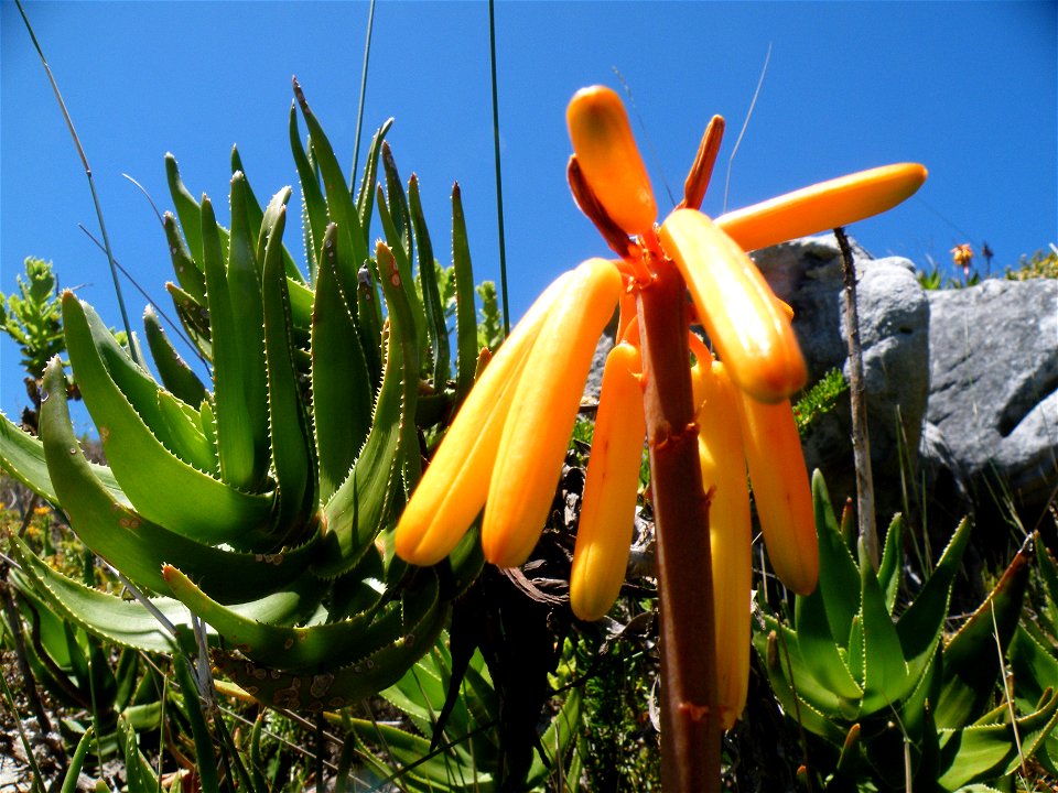Aloe commixta. Rare climbing aloe confined to Table Mountain range. Cape Town.