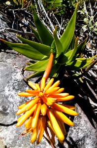 Cape Peninsula Aloe. Aloe commixta. Inflorescence.