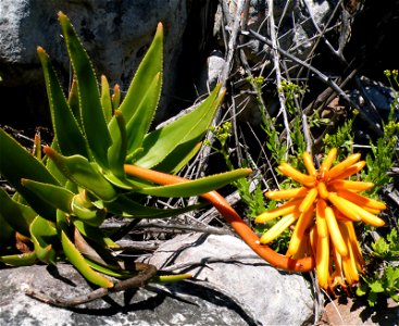 Aloe commixta in flower. Cape Town.
