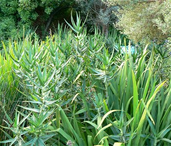 A stand of Aloe tenuior.