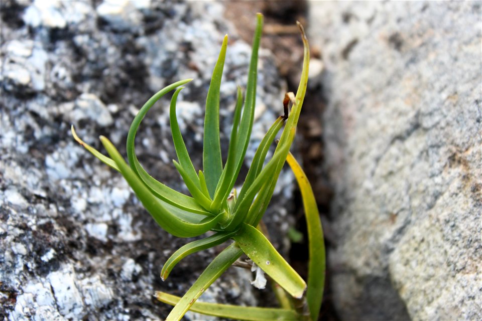 Aloe tenuior viridifolia. A rare aloe variety from South Africa.