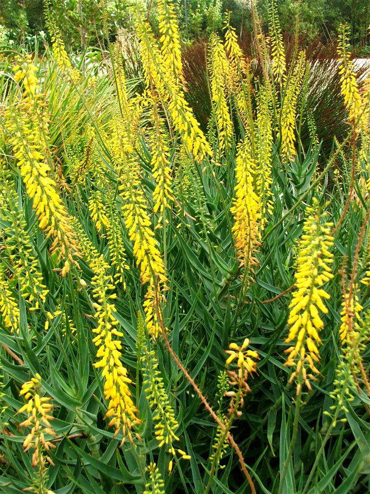 A stand of Aloe tenuior. Detail of flowers. South Africa.