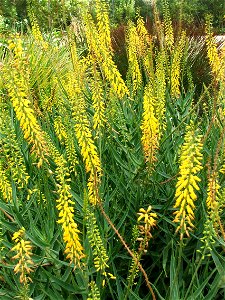 A stand of Aloe tenuior. Detail of flowers. South Africa.
