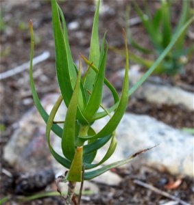 Aloe tenuior. Rare variety densifolia. Photo taken in botanical garden in South Africa.