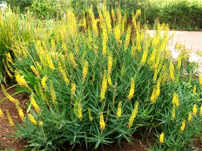 A stand of Aloe tenuior in flower.