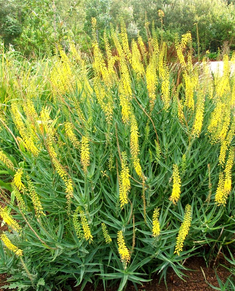 A stand of Aloe tenuior in flower.