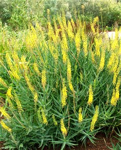 A stand of Aloe tenuior in flower.
