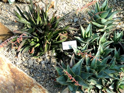 Aloe mitriformis (now Aloe perfoliata) specimen in the Botanischer Garten München-Nymphenburg, Munich, Germany.