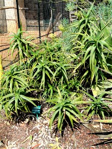 Aloe striatula specimen in the Jardin d'oiseaux tropicaux, La Londe-les-Maures, France.