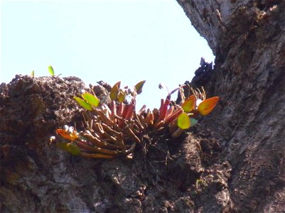 small orchid at Ku-ring-gai Chase National park on a Grey Ironbark, possibly Dendrobium aemulum