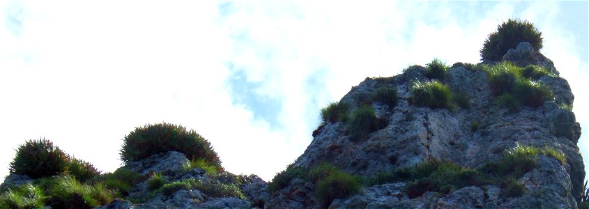 Xeronema callistemon growing on one of the Poor Knights Islands (the large bushy plants on the skyline)