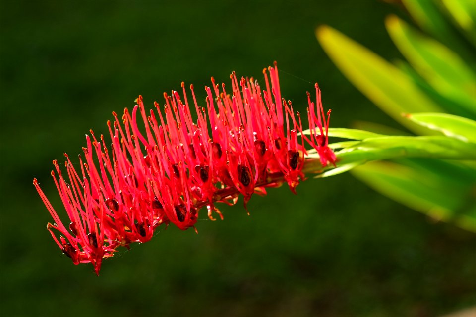 Backlit xeronema flower raceme in its prime