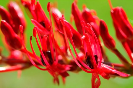 Xeronema flowers close-up - the flowers have recently openend, with the opened tepals still a fresh red colour. The stamen filaments are about 3 centimetres (1.2 in) tall. photo