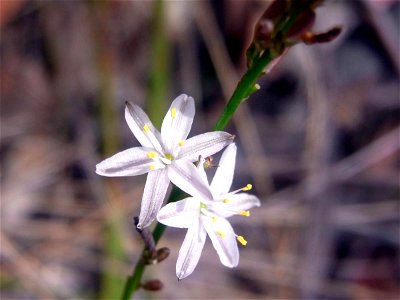 Wallaroo Track, Ku-ring-gai Chase National Park, Australia. Flower probably is Caesia parviflora