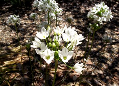 Triteleia hyacinthina at the UC Botanical Garden, Berkeley, California, USA. Identified by sign.
