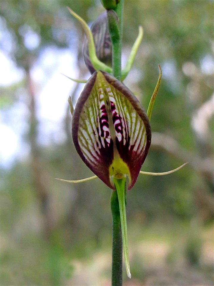 Wallaroo Track, Ku-ring-gai Chase National Park, Australia. Probably Cryptostylis erecta
