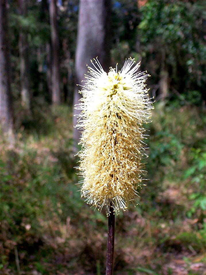 wildflower in a Spotted Gum forest, Towlers Bay track, Ku-ring-gai Chase National Park, Australia. Likely to be Xanthorrhoea macronema