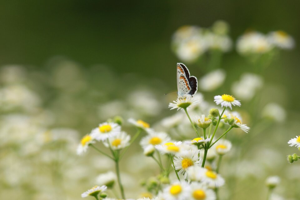 Nature flower garden butterfly
