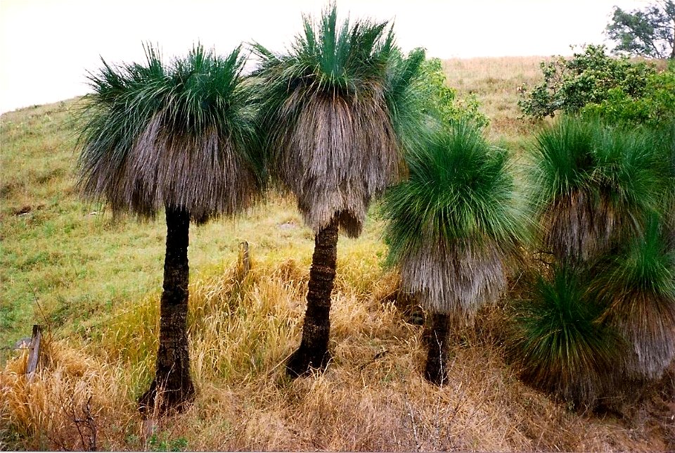 Grass Trees near Lostock Dam, Barrington Tops region, Australia. Likely to be Xanthorrhoea johnsonii or X. glauca