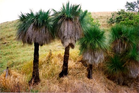 Grass Trees near Lostock Dam, Barrington Tops region, Australia. Likely to be Xanthorrhoea johnsonii or X. glauca